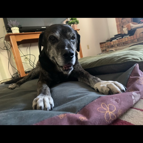 Meet your Posher, Taylor - Picture 3 of 5